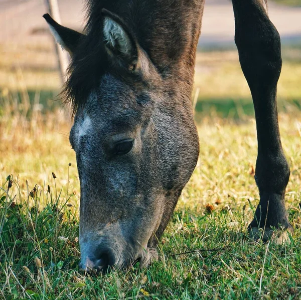 Krásný Hnědý Kůň Portrét Přírodě — Stock fotografie