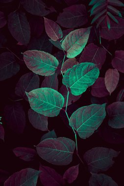 yeşil ve kırmızı bitki yaprakları sonbahar mevsiminde, sonbahar renklerinde 