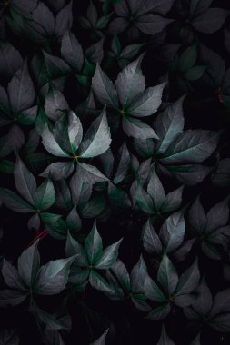 yeşil bitki yaprakları doğada, yeşil arkaplan 