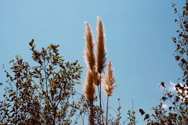                      Auutmn mevsiminde beyaz bitkiler ve mavi gökyüzü          