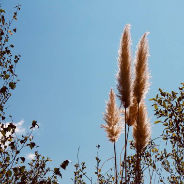                      Auutmn mevsiminde beyaz bitkiler ve mavi gökyüzü          