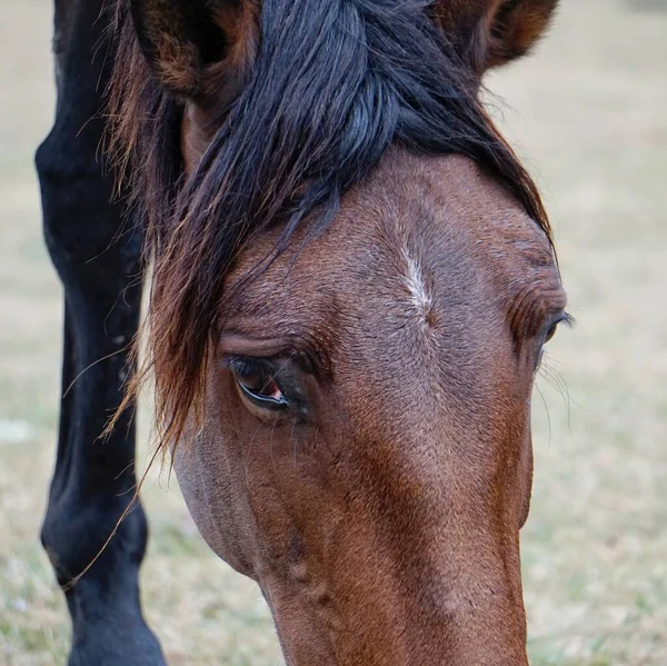 美丽的棕色野马肖像 动物野生动物 — 图库照片