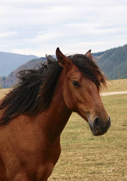 Belo Marrom Cavalo Selvagem Retrato Animais Selvagens — Fotografia de Stock