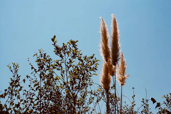                      Auutmn mevsiminde beyaz bitkiler ve mavi gökyüzü          