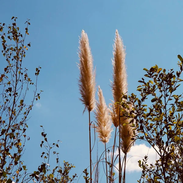                      Auutmn mevsiminde beyaz bitkiler ve mavi gökyüzü          