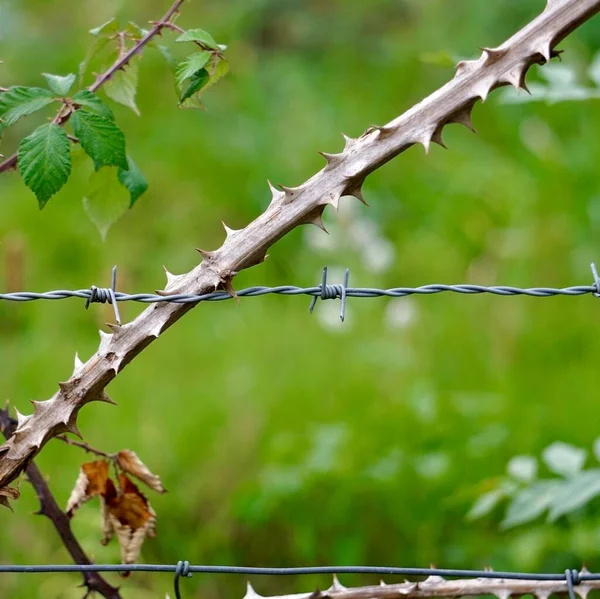 Plants Barbed Wire Fence Field — Stock Photo, Image