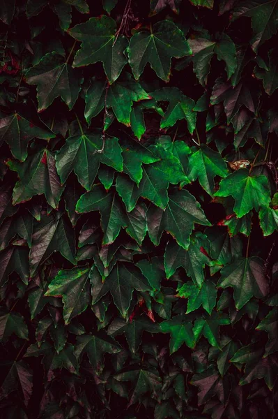 Foglie Piante Verdi Nella Natura Sfondo Verde — Foto Stock