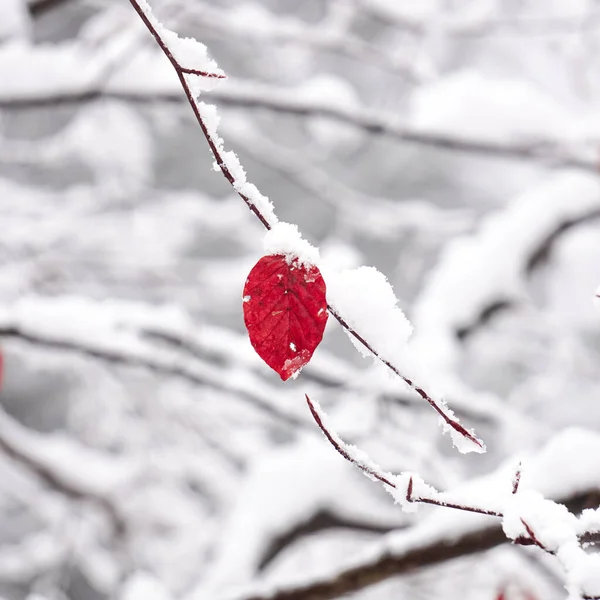冬天红叶上的雪 — 图库照片