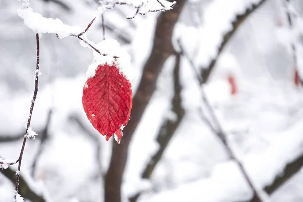 Sneeuw Rode Bladeren Het Winterseizoen — Stockfoto