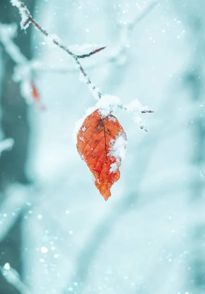 Sneeuw Rode Bladeren Het Winterseizoen — Stockfoto