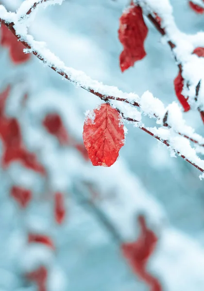 Sneeuw Rode Bladeren Het Winterseizoen — Stockfoto