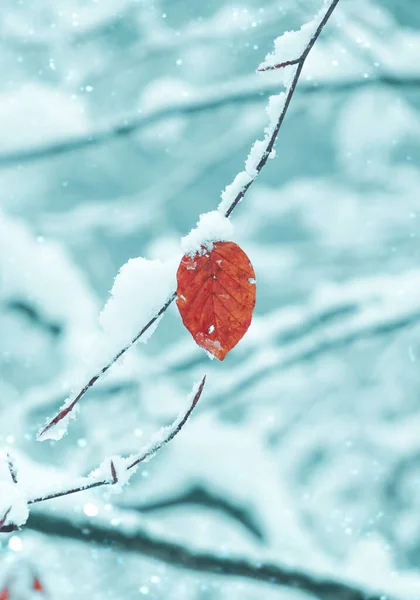 Снег Красных Листьях Зимний Сезон — стоковое фото