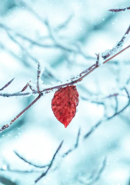 Kış Mevsiminde Kırmızı Yaprakların Üzerinde Kar — Stok fotoğraf