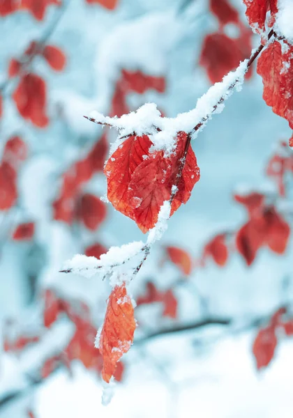 Sneeuw Rode Bladeren Het Winterseizoen — Stockfoto
