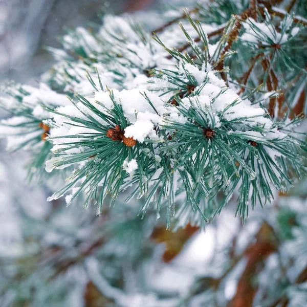 Neve Nas Folhas Pinho Temporada Inverno — Fotografia de Stock