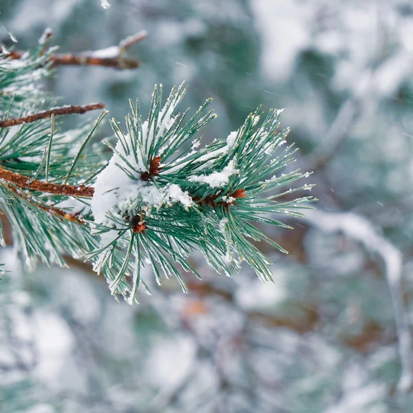 Kış Mevsiminde Çam Yapraklarında Kar — Stok fotoğraf