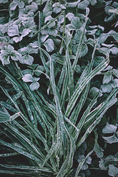 Herbe Verte Congelée Hiver Jours Froids — Photo