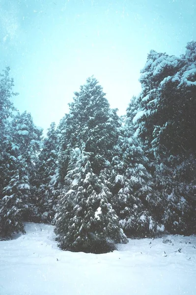 Schnee Den Kiefern Wald Winter Kalte Tage — Stockfoto