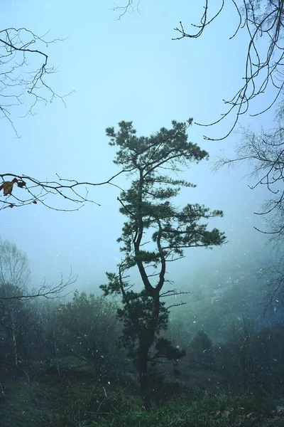 Árbol Bosque Temporada Invierno Días Fríos — Foto de Stock