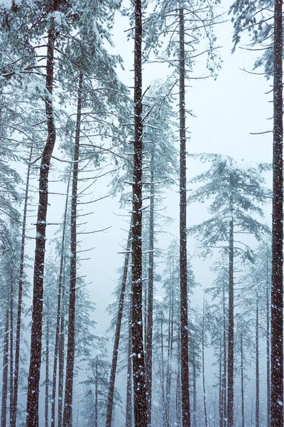 Снег Деревьях Горах Бильбао Испания Зимний Сезон — стоковое фото