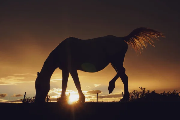 Horse Silhouette Sunset Field Animal Themes — Stock Photo, Image