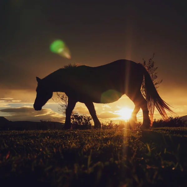 Silhouette Cavallo Tramonto Sul Campo Temi Animali — Foto Stock