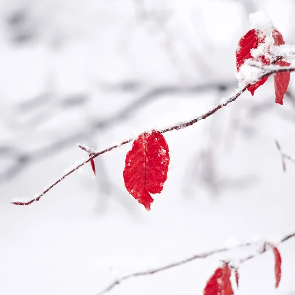 Sneeuw Het Rode Blad Het Winterseizoen Koude Dagen — Stockfoto