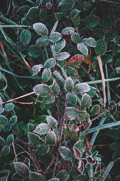 Feuilles Plantes Vertes Congelées Hiver Jours Froids — Photo