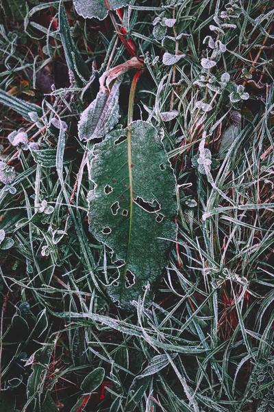 Bevroren Groene Plant Bladeren Het Winterseizoen Koude Dagen — Stockfoto