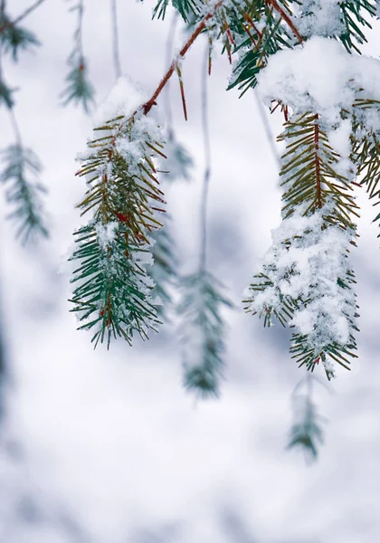 Sneeuw Dennenbladeren Het Winterseizoen Kerstdagen — Stockfoto