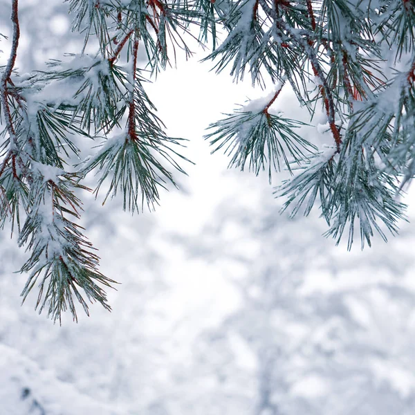 Снег Сосновых Листьях Зимний Сезон Рождественские Дни — стоковое фото