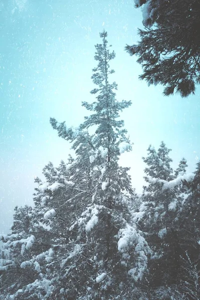 Kış Mevsiminde Çam Ağaçlarına Kar Yağar Karlı Günler — Stok fotoğraf