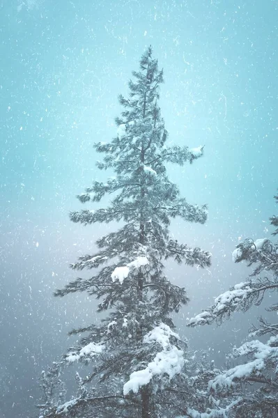 Neve Sui Pini Nella Stagione Invernale Giornate Innevate — Foto Stock