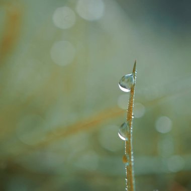 Yağmurlu günlerde yeşil çimen yaprağına düşmek, yeşil arkaplan 