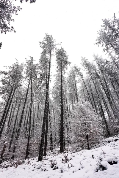 Снег Деревьях Зимний Сезон — стоковое фото