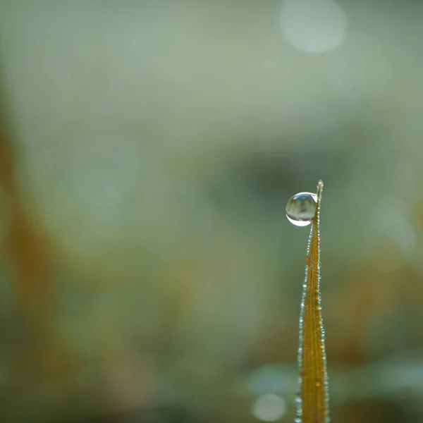 Goutte Sur Feuille Herbe Verte Dans Les Jours Pluie Fond — Photo