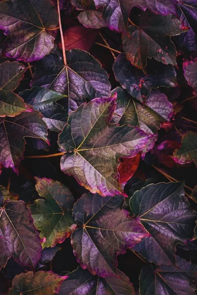 Veelkleurige Plantenbladeren Natuur — Stockfoto