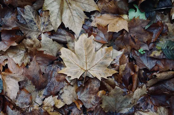 Kış Mevsiminde Yerde Kahverengi Kuru Yaprak — Stok fotoğraf