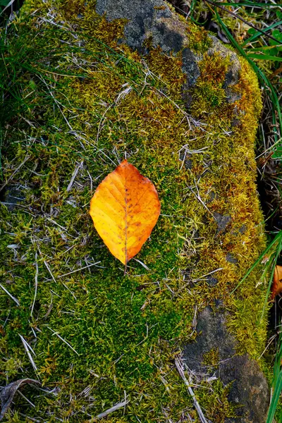 Brunt Torrt Löv Marken Vintersäsongen — Stockfoto