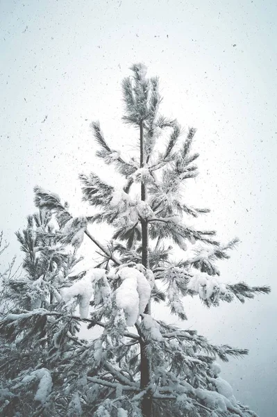 Kış Mevsiminde Dağdaki Çam Ağacına Kar Yağar Beyaz Arka Plan — Stok fotoğraf