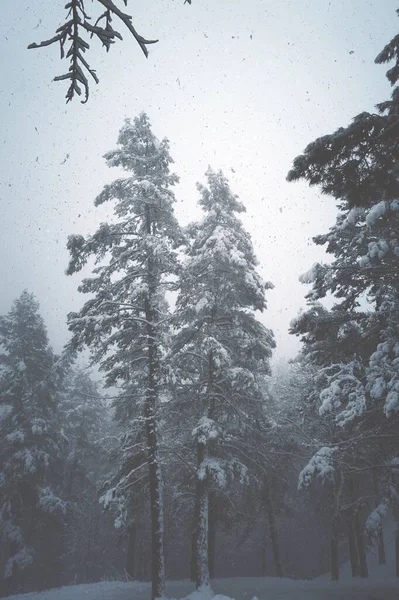 겨울이 산속의 소나무에 내리고 배경이 나타납니다 — 스톡 사진