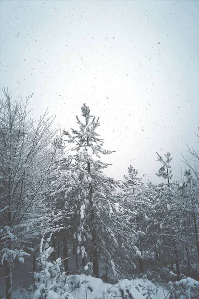 겨울이 산속의 소나무에 내리고 배경이 나타납니다 — 스톡 사진