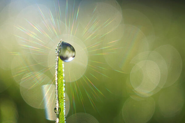 raindrop on the green grass in rainy days in spring season 