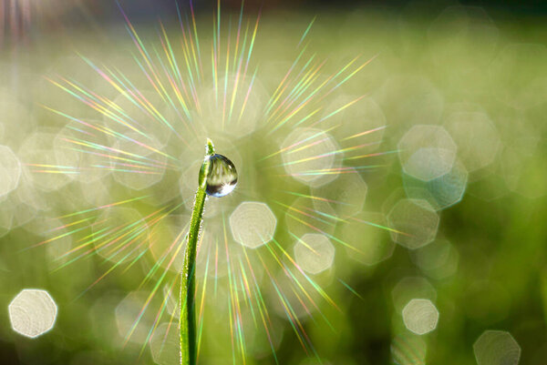 raindrop on the green grass in rainy days in spring season 