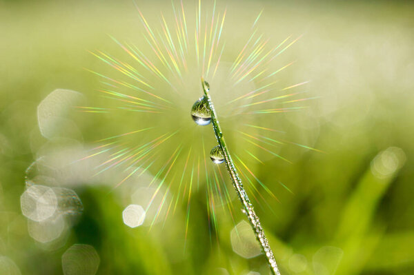 raindrop on the green grass in rainy days in spring season 