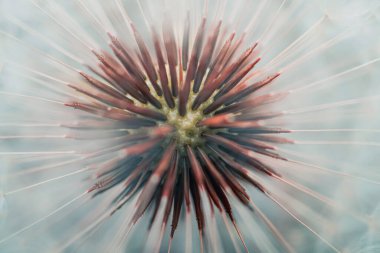 Bahar mevsiminde güzel karahindiba tohumu 