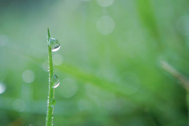 Bahar mevsiminde yağmurlu günlerde yeşil çimlere düşerler. 