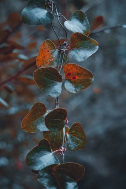 green plant leaves in spring season in spring season, green background 