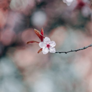Bahar mevsiminde güzel kiraz çiçekleri, sakura çiçekleri 