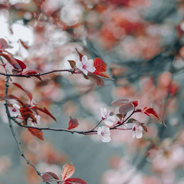 Bahar mevsiminde güzel kiraz çiçekleri, sakura çiçekleri 